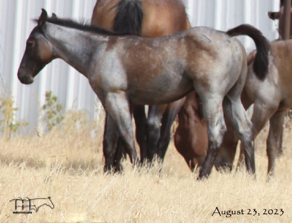 Miss Smokie Hancock's 2023 Roan Colt